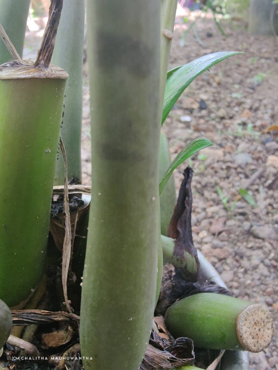 Zamioculcas zamiifolia (G.Lodd.) Engl.